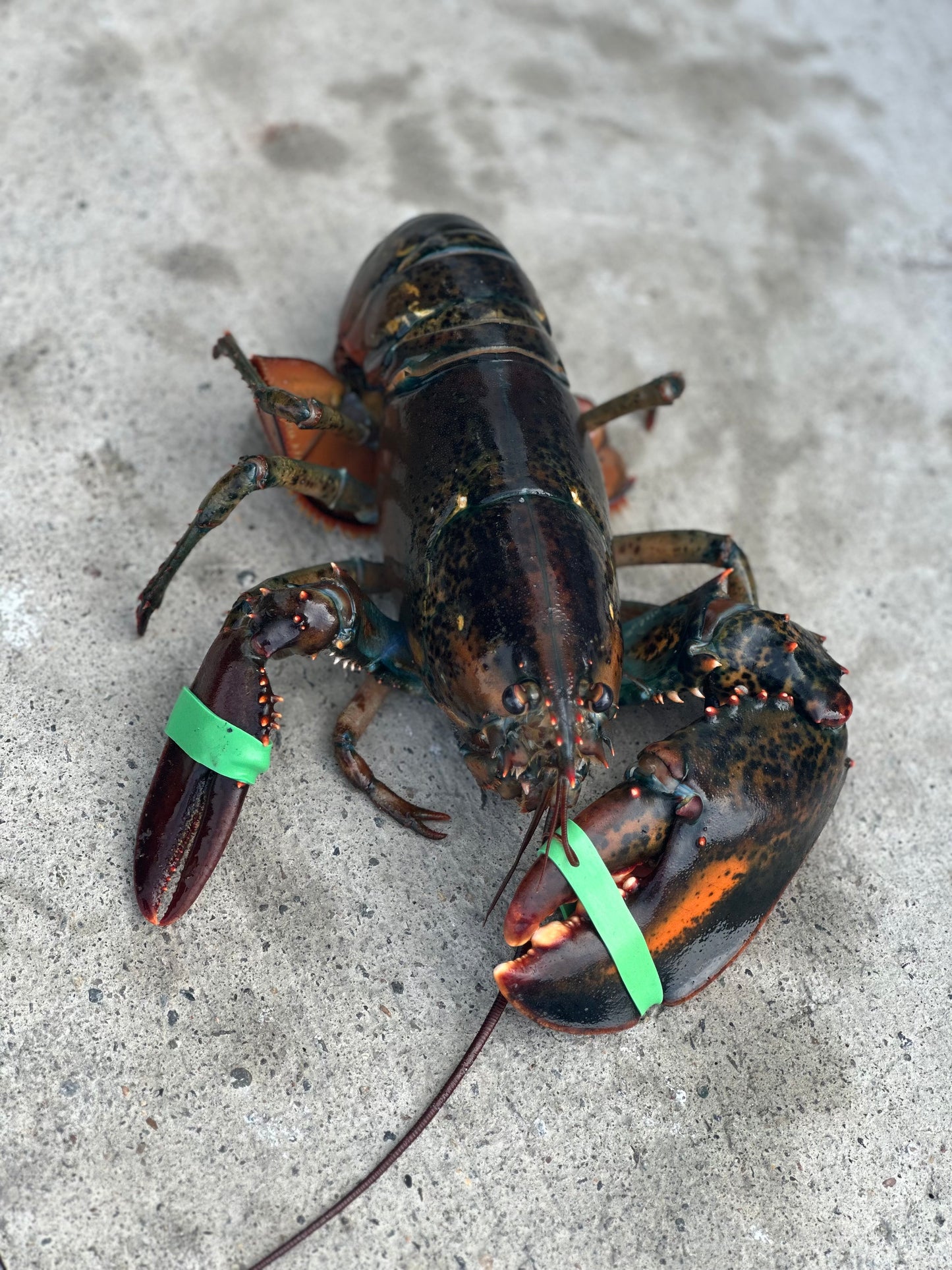 Almost Perfect Lobsters (Fresh Caught Culls)