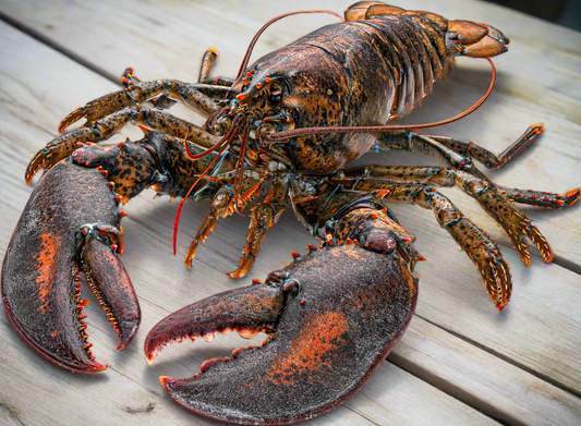 Fresh Live Nova Scotia ‘Selects’ (2-4 lbs ea.)