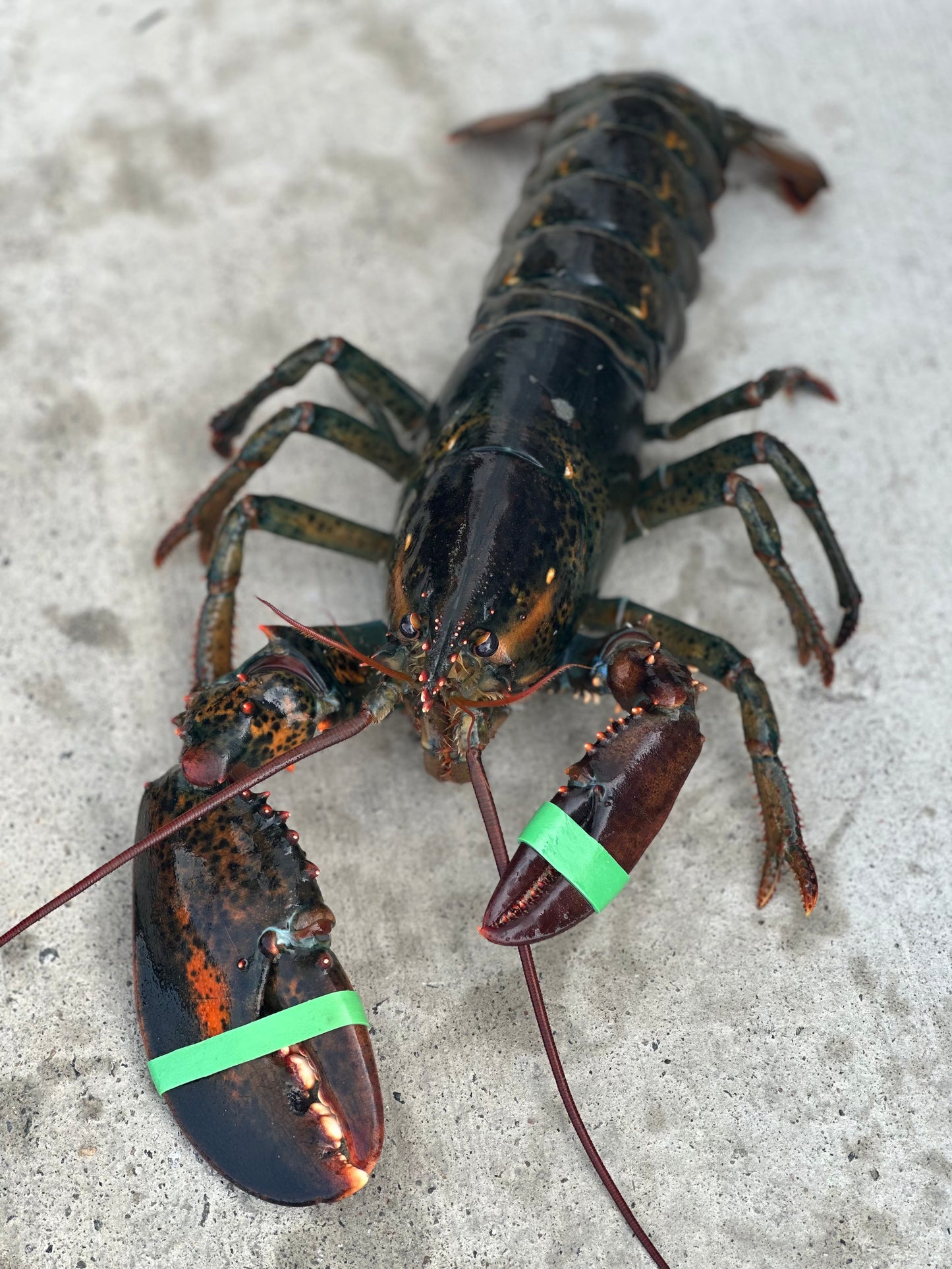 Almost Perfect Lobsters (Fresh Caught Culls)