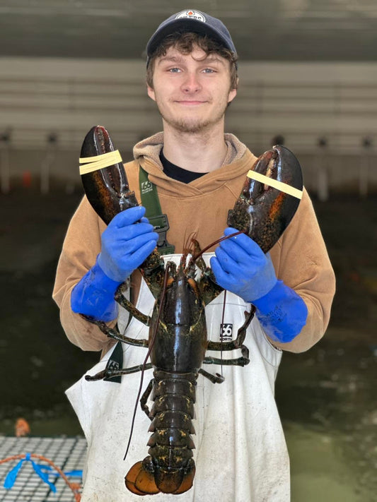 Fresh Live Nova Scotia ‘Selects’ Lobsters (2-4 lbs ea.)