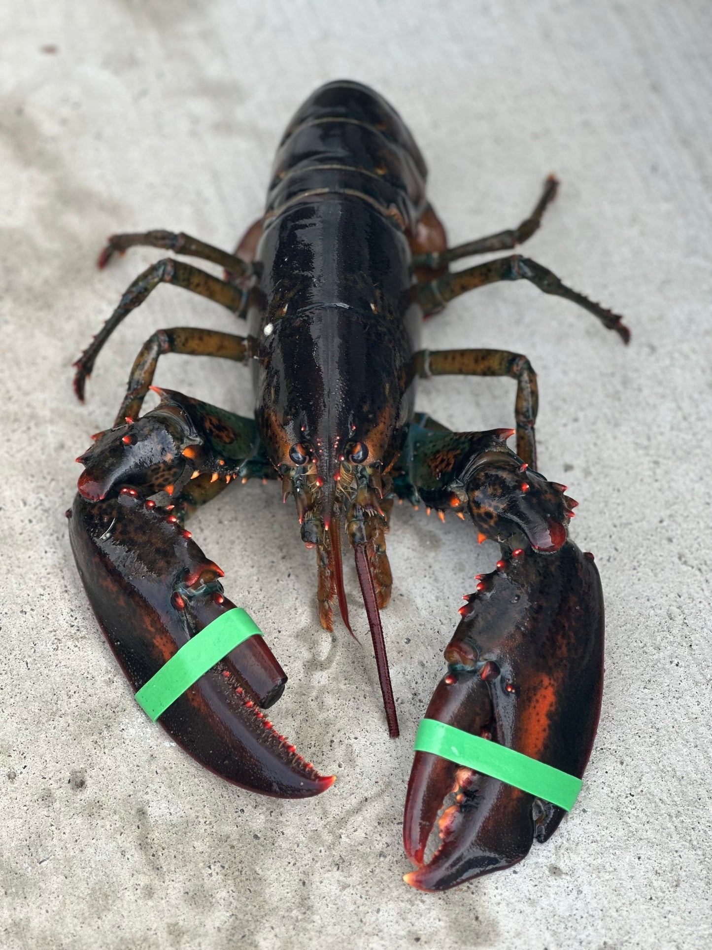 Almost Perfect Lobsters (Fresh Caught Culls)