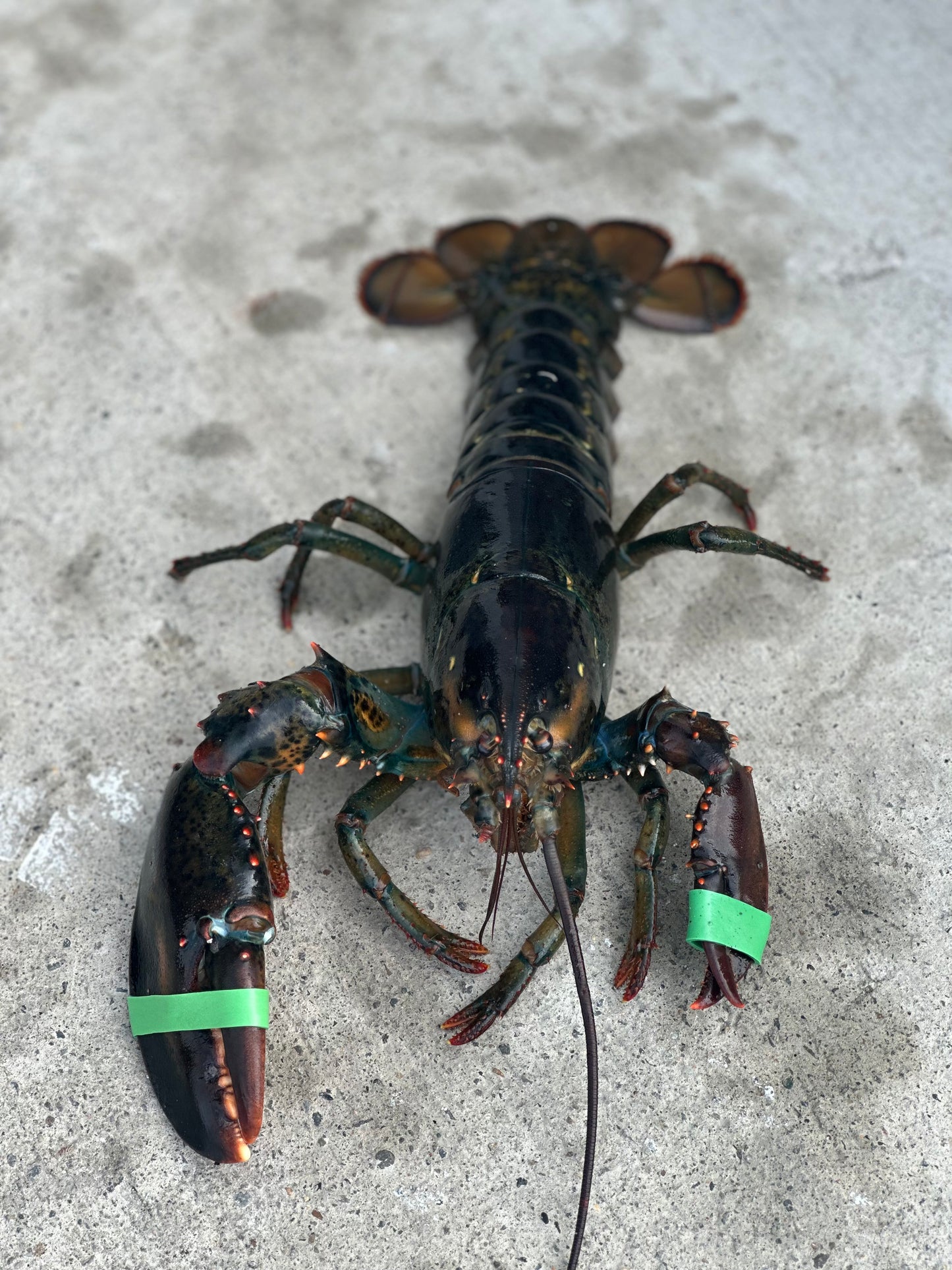 Almost Perfect Lobsters (Fresh Caught Culls)