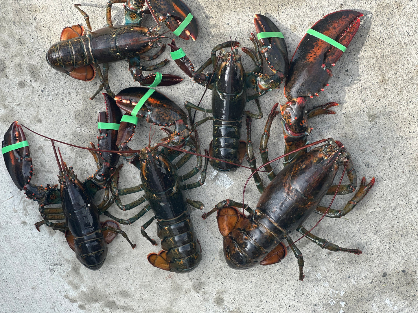 Almost Perfect Lobsters (Fresh Caught Culls)