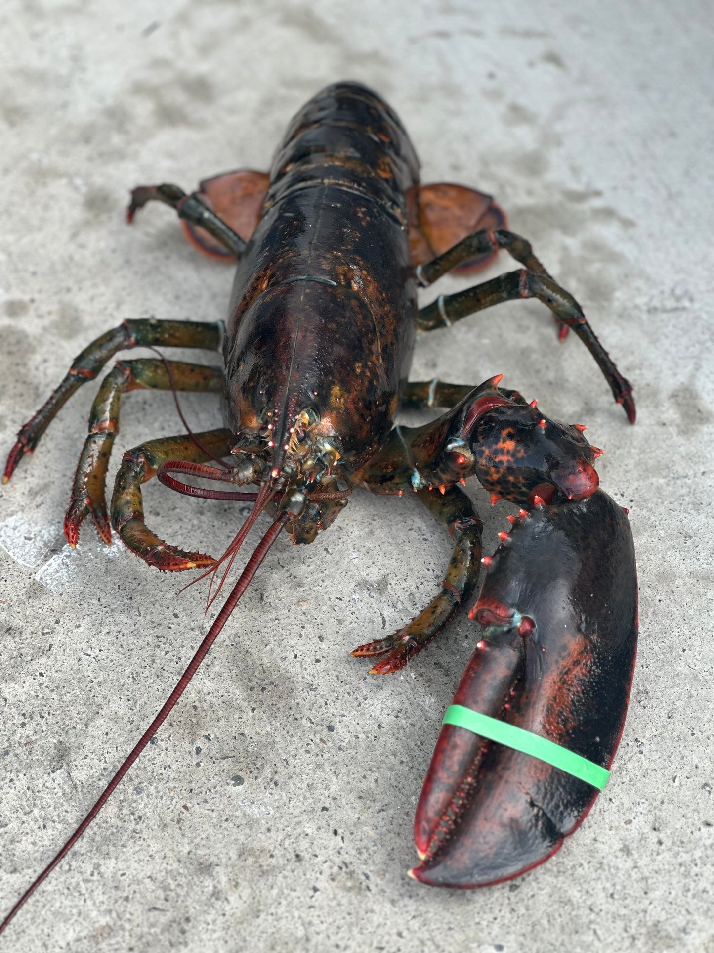 Almost Perfect Lobsters (Fresh Caught Culls)