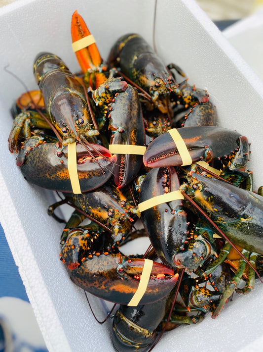 Fresh Live Nova Scotia Lobster