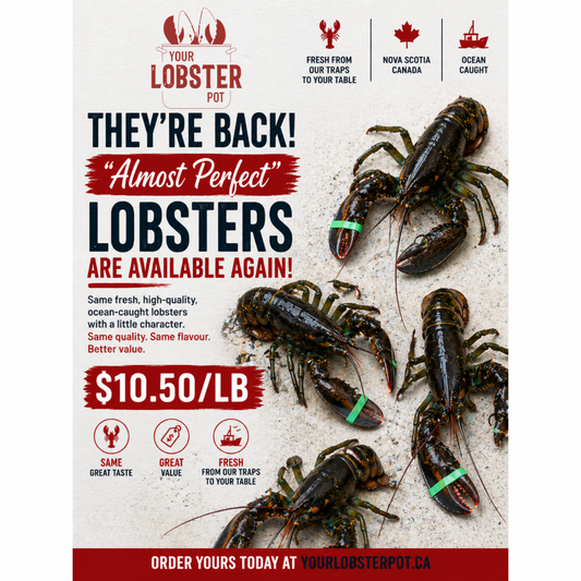 Almost Perfect Lobsters (Fresh Caught Culls)