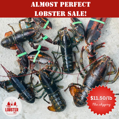 Almost Perfect Lobsters (Fresh Caught Culls)