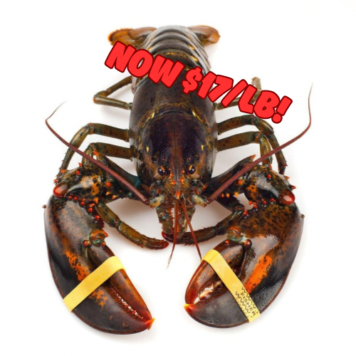Fresh Live Nova Scotia ‘Selects’ (2-4 lbs ea.)